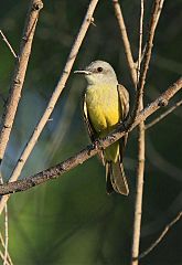 Tropical Kingbird